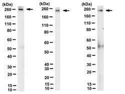 ApoB, Mouse anti-Mouse, Rat, Hamster, Clone: 2G11, Millipore Sigma 25&mu;g;